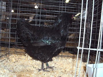 SC District 2014 RB Black Pullet